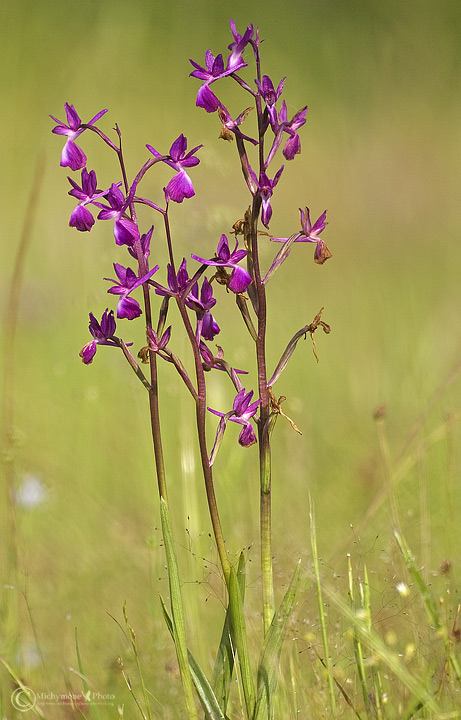 Orchis laxiflora