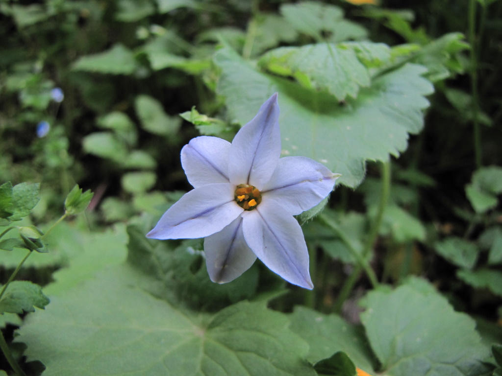 Ipheion uniflorum / Fiorestella