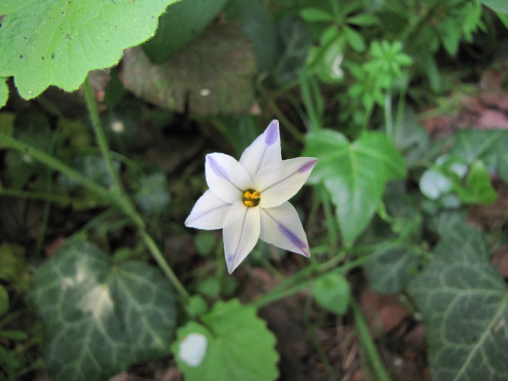 Ipheion uniflorum / Fiorestella