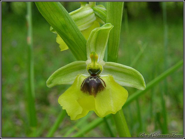 Ophrys lacaitae