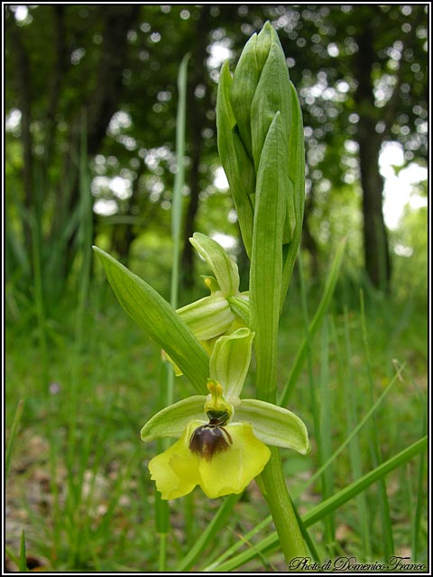 Ophrys lacaitae