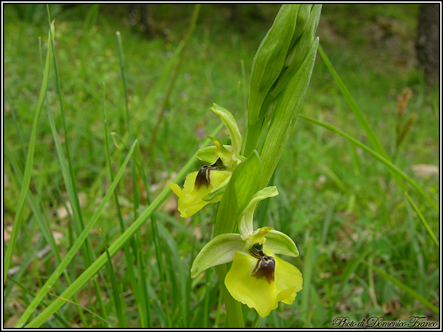 Ophrys lacaitae