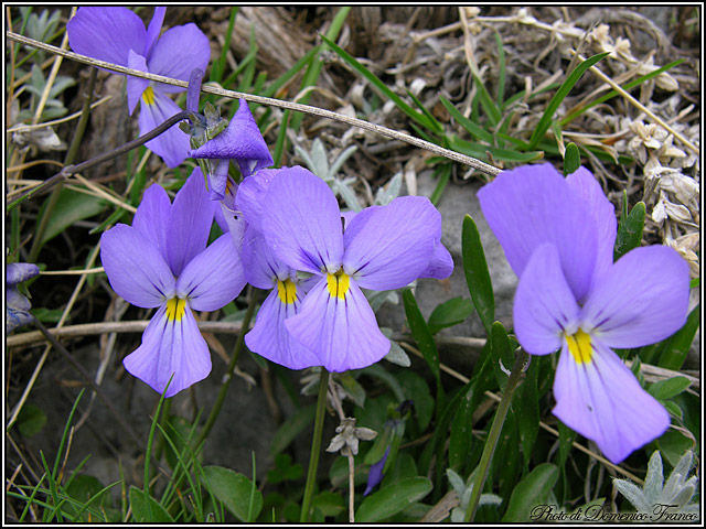 Viola nebrodensis C. Presl / Viola delle Madonie