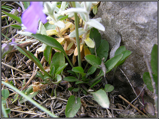 Viola nebrodensis C. Presl / Viola delle Madonie