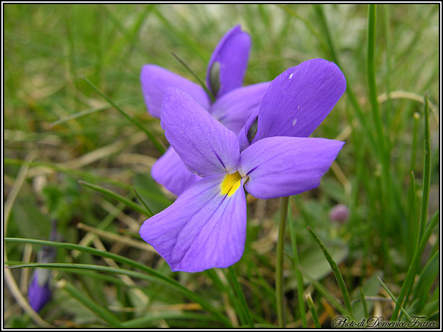 Viola nebrodensis C. Presl / Viola delle Madonie
