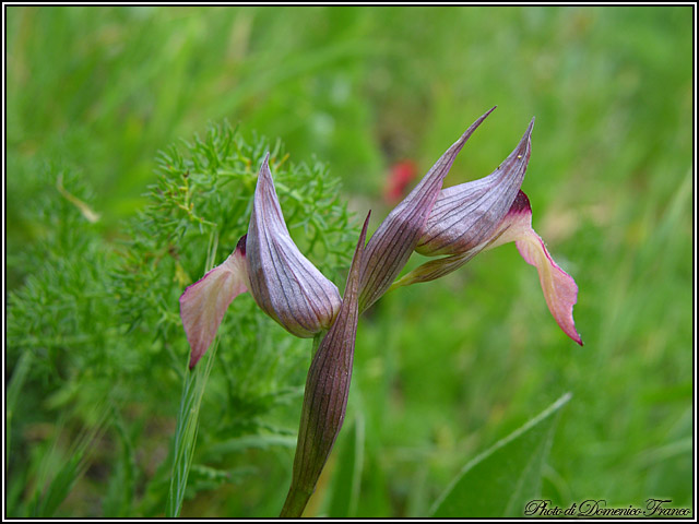 Orchidee dal bosco della Ficuzza (Pa)