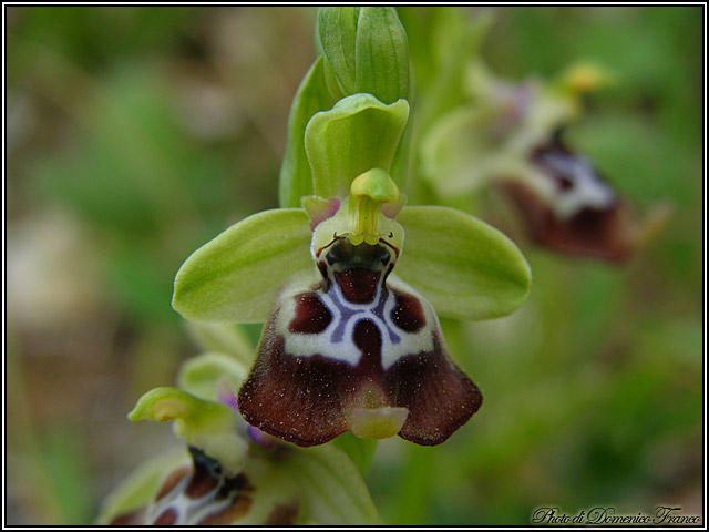 Orchidee dal bosco della Ficuzza (Pa)