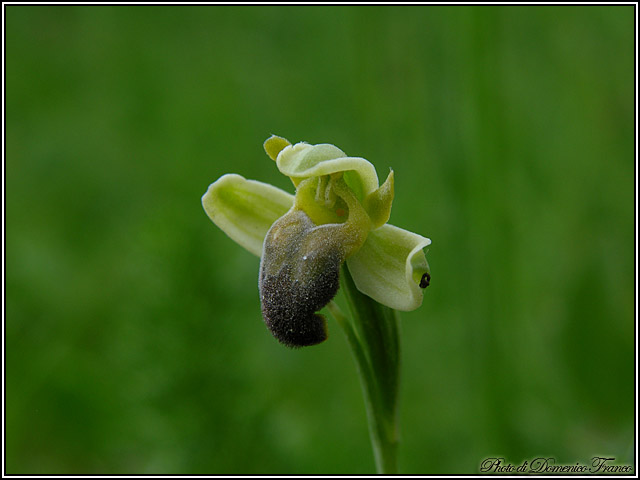 Orchidee dal bosco della Ficuzza (Pa)