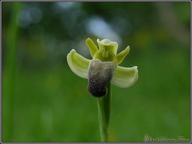 Orchidee dal bosco della Ficuzza (Pa)