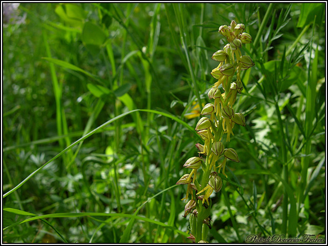 Orchidee dal bosco della Ficuzza (Pa)