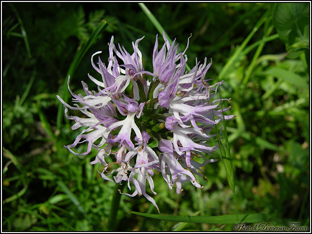 Orchidee dal bosco della Ficuzza (Pa)