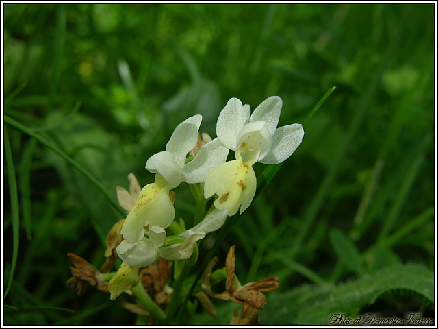 Orchidee dal bosco della Ficuzza (Pa)