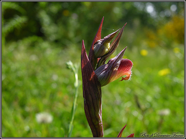 Orchidee dal bosco della Ficuzza (Pa)