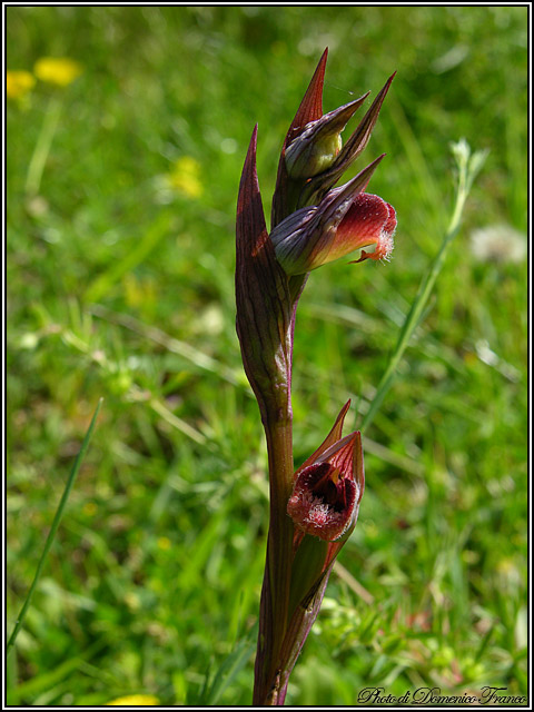 Orchidee dal bosco della Ficuzza (Pa)