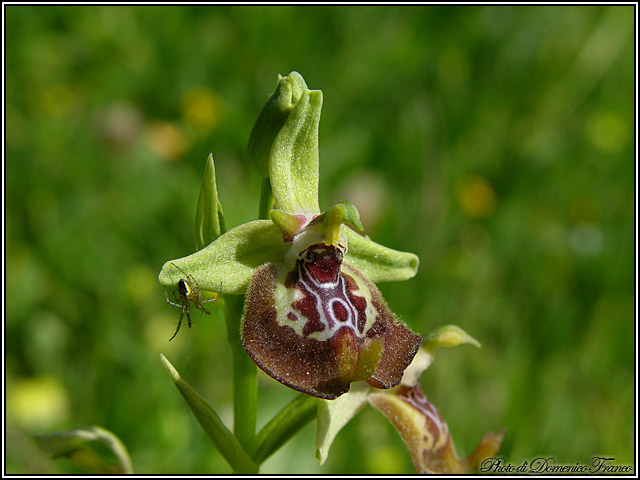 Orchidee dal bosco della Ficuzza (Pa)