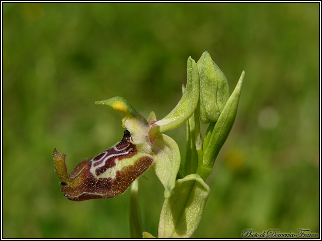 Orchidee dal bosco della Ficuzza (Pa)