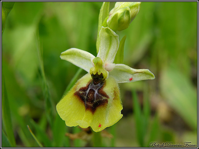 Orchidee dal bosco della Ficuzza (Pa)