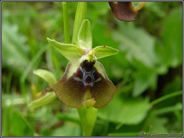 Orchidee dal bosco della Ficuzza (Pa)