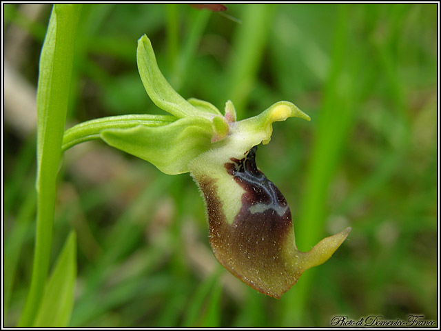 Orchidee dal bosco della Ficuzza (Pa)