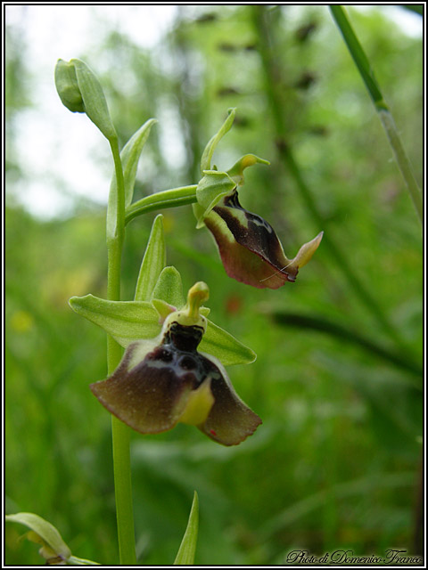 Orchidee dal bosco della Ficuzza (Pa)