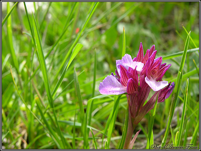 Orchidee dal bosco della Ficuzza (Pa)