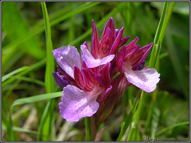 Orchidee dal bosco della Ficuzza (Pa)