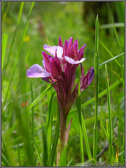 Orchidee dal bosco della Ficuzza (Pa)