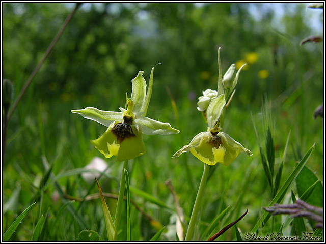 Orchidee dal bosco della Ficuzza (Pa)