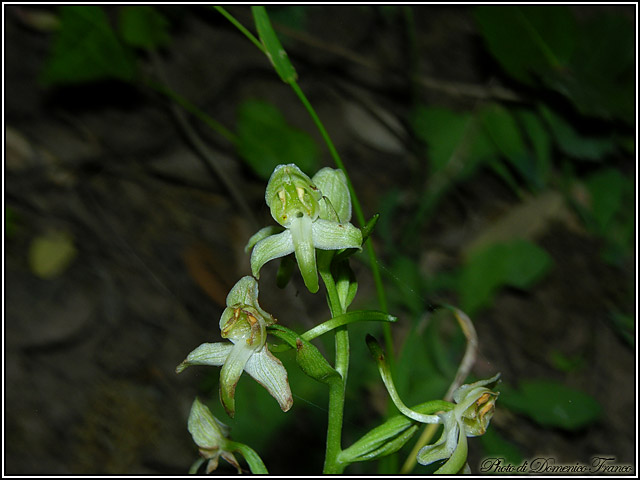 Ultime (quasi) orchidee delle Madonie