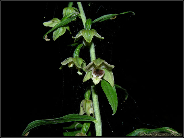 Ultime (quasi) orchidee delle Madonie