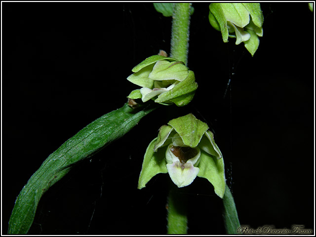 Ultime (quasi) orchidee delle Madonie