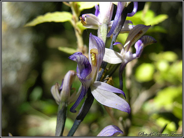 Ultime (quasi) orchidee delle Madonie