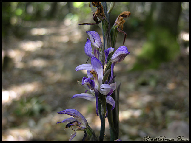 Ultime (quasi) orchidee delle Madonie