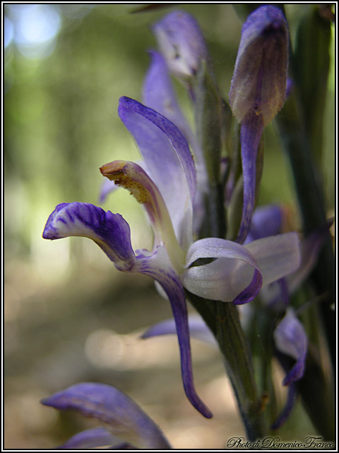 Ultime (quasi) orchidee delle Madonie