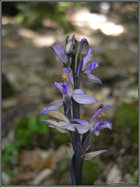 Ultime (quasi) orchidee delle Madonie