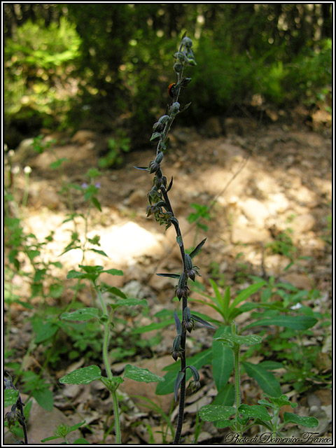 Ultime (quasi) orchidee delle Madonie