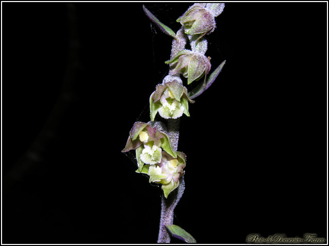 Ultime (quasi) orchidee delle Madonie