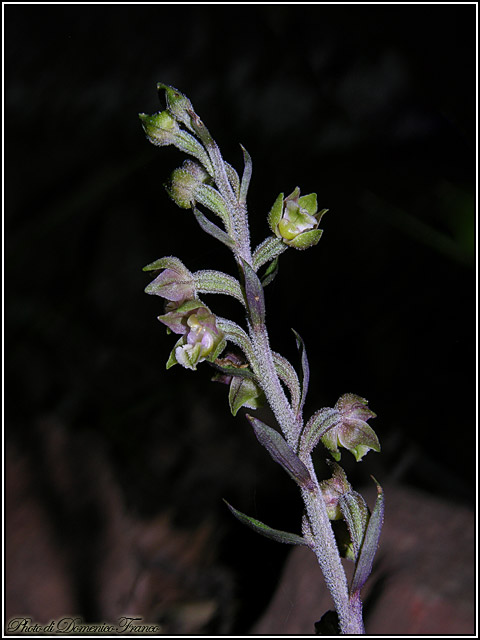 Ultime (quasi) orchidee delle Madonie