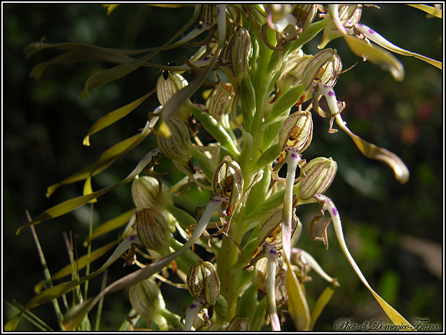 Ultime (quasi) orchidee delle Madonie