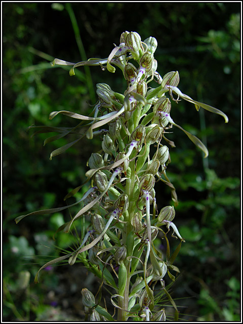 Ultime (quasi) orchidee delle Madonie