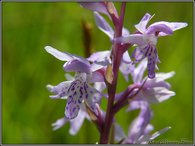 Dactylorhiza saccifera