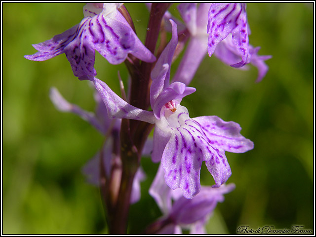 Dactylorhiza saccifera