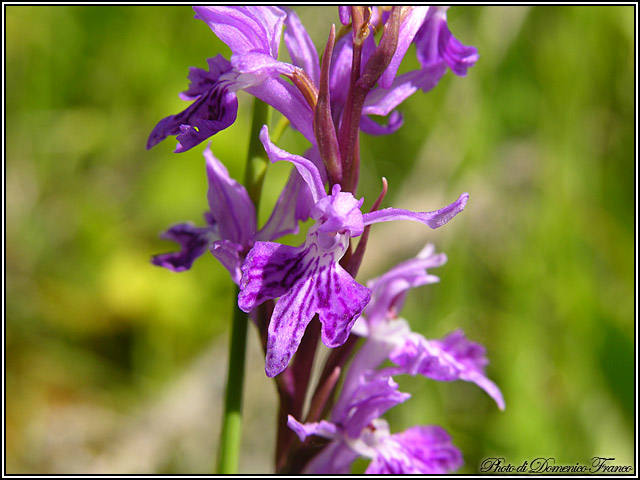 Dactylorhiza saccifera