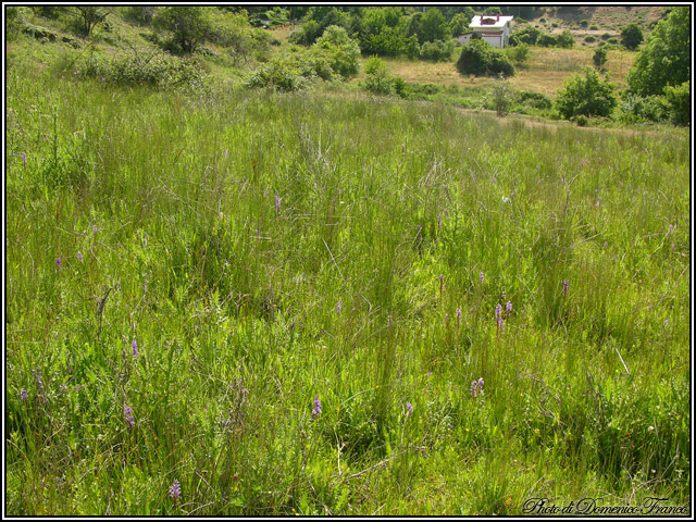 Dactylorhiza saccifera