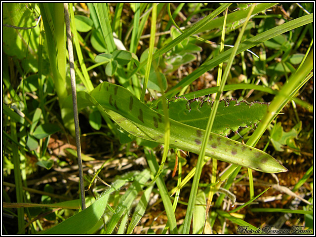 Dactylorhiza saccifera