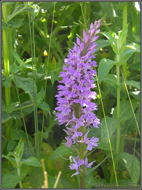 Dactylorhiza saccifera