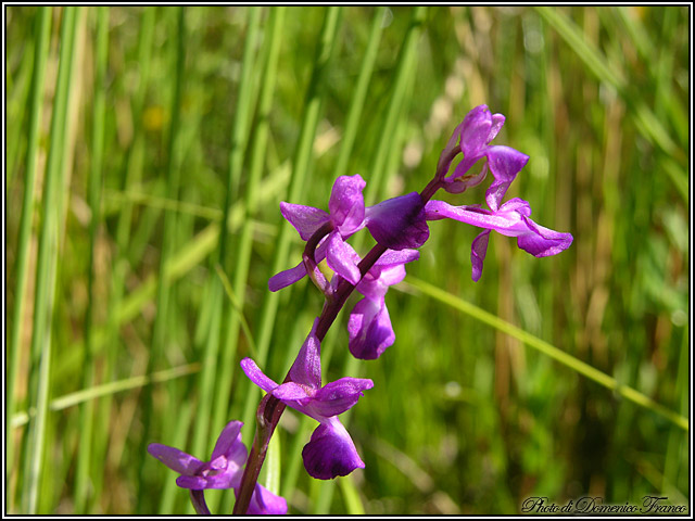 Ultime (quasi) orchidee delle Madonie