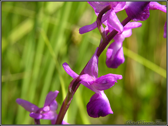 Ultime (quasi) orchidee delle Madonie