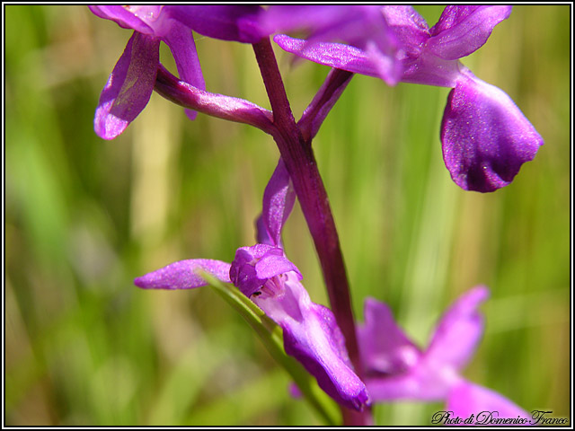 Ultime (quasi) orchidee delle Madonie