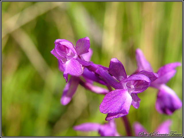 Ultime (quasi) orchidee delle Madonie